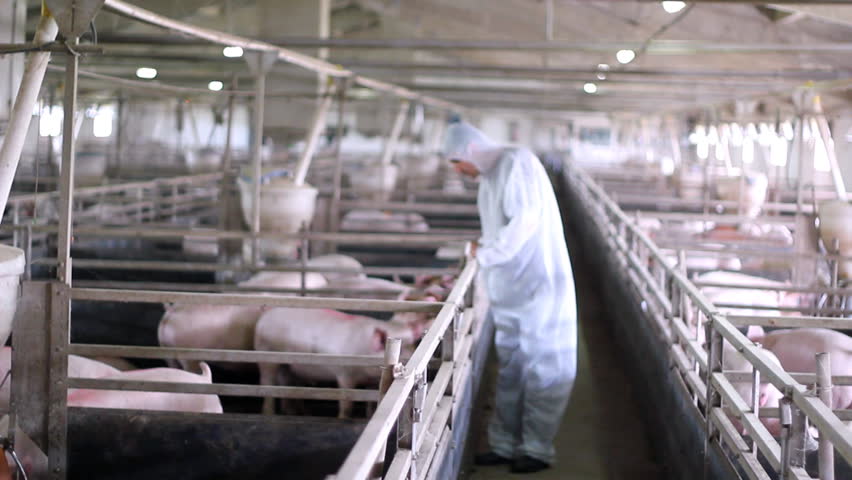 Veterinarian Doctor Examining Pigs At A Pig Farm. Intensive Pig Farming ...