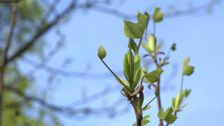 Header of saddletree