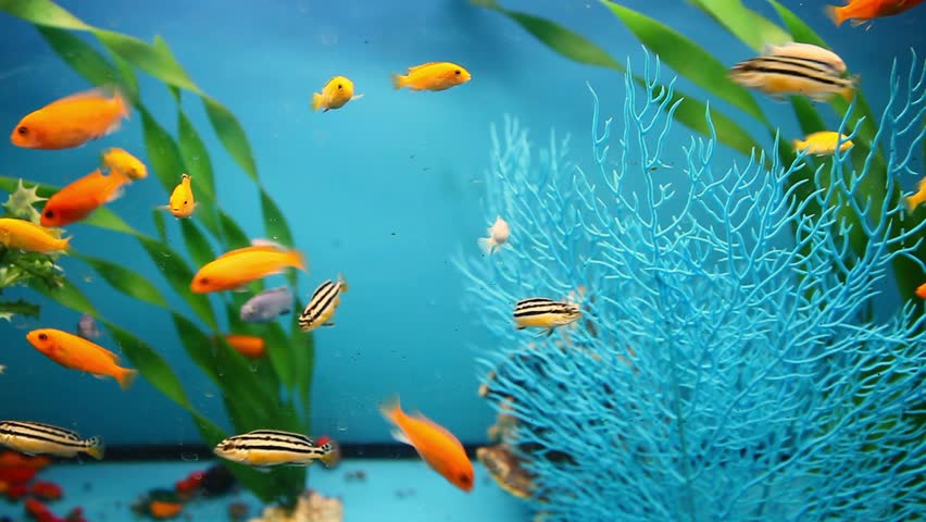 Unduh 470 Koleksi Background Untuk Aquarium HD Gratis