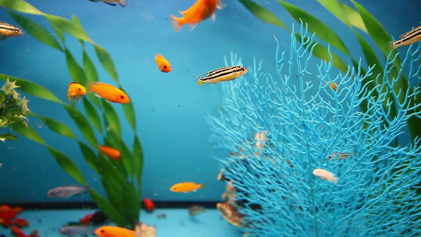 Download 460 Koleksi Background Grass Aquarium Gratis