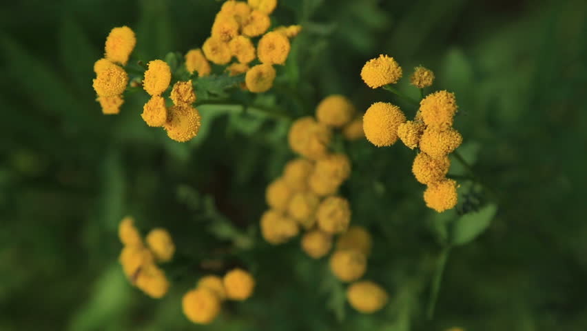 Header of tansy