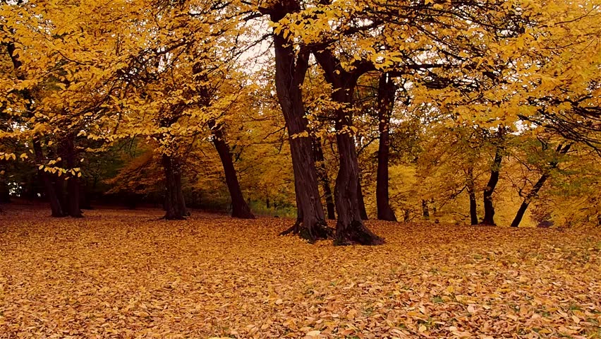 Autumn Tree. Falling Leaves Stock Footage Video (100% Royalty-free