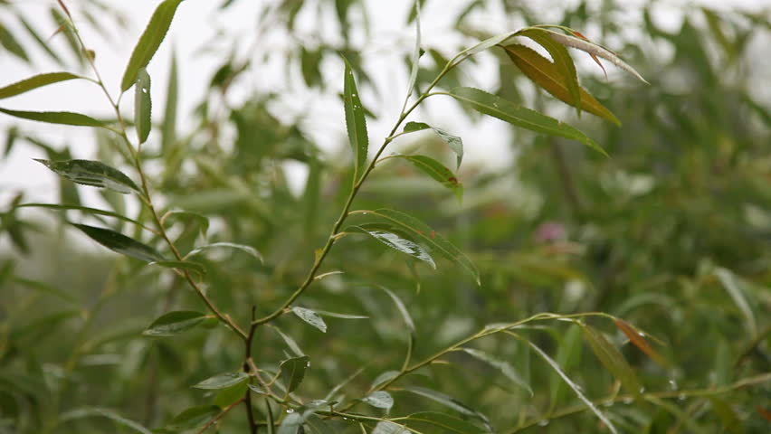 Olive Green Tree Leaves Growing In The Garden Natural Sunny Close Up Shot Of Raindrops Splashing On Leaves Audio Included Hd Stock Video