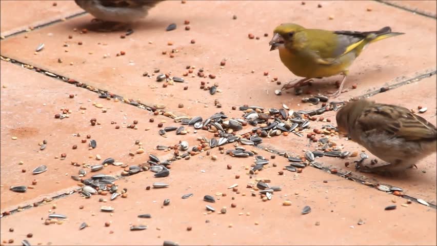 bird eating grains