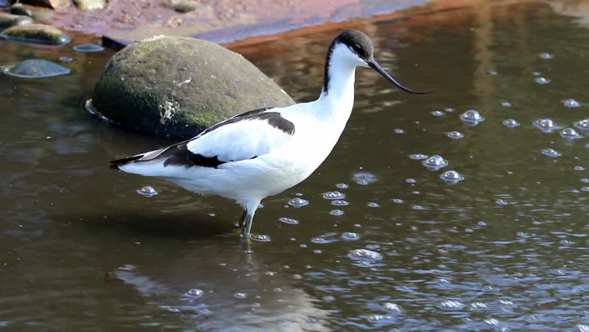 Header of avocet