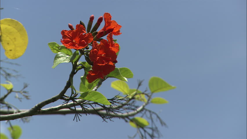 Beautiful Red Flowers In A Stock Footage Video 100 Royalty Free Beautiful Red Flowers In A Tree Surrounded By Clear Blue Sky Guana Island Bvi April 2017