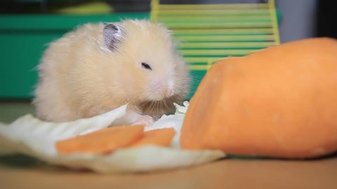 Cute Hamster Syrian Hamster On Stone Stock Footage Video (100%  Royalty-free) 12933248 | Shutterstock