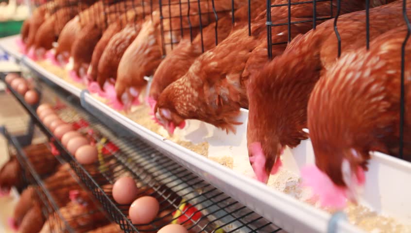 Chicken Farm Stock Footage Video Shutterstock