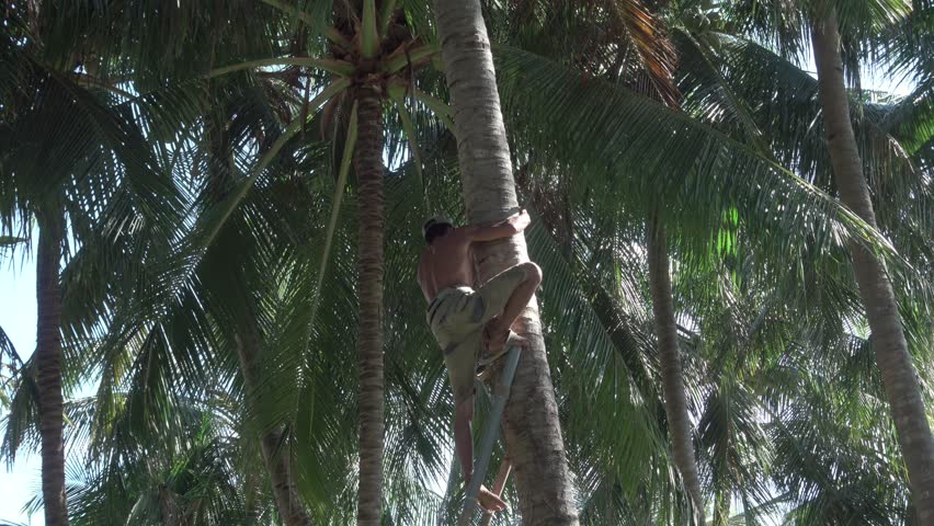 Man Collects Coconuts Sits High Stock Footage Video (100% Royalty-free ...