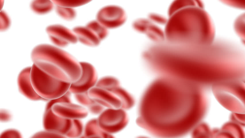 Blood Cells Flow High Definition Stock Footage Video 100