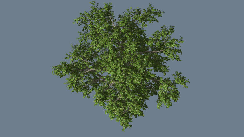 Broadleaf Alfa Chanel, Top Down, Tree, Swaying Tree, Branches, Swaying ...