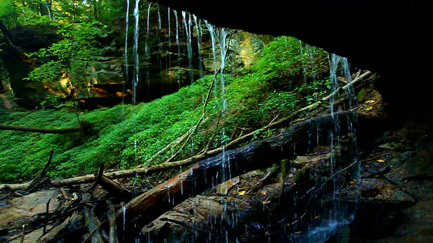 Header of maidenhair