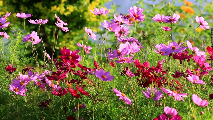 Cosmos Flower Stock Footage Video 1940827 | Shutterstock