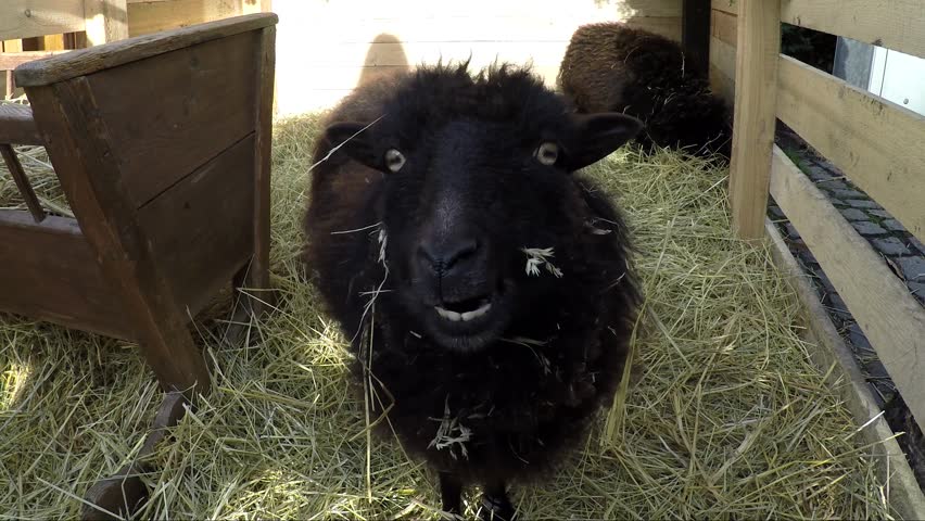 4k00 13very Funny Cute Small Black Sheep Eating Hay Ruminating