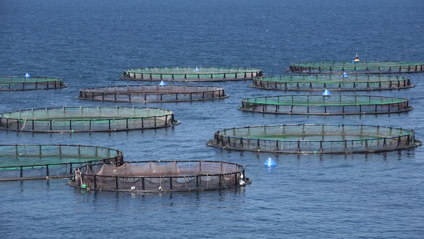Header of aquaculture