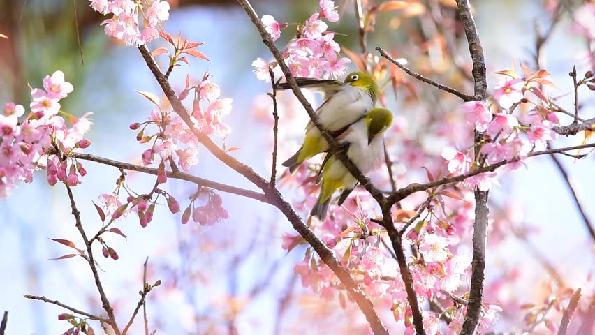 Beautiful Birds With Cherry Blossom Stock Footage Video 100