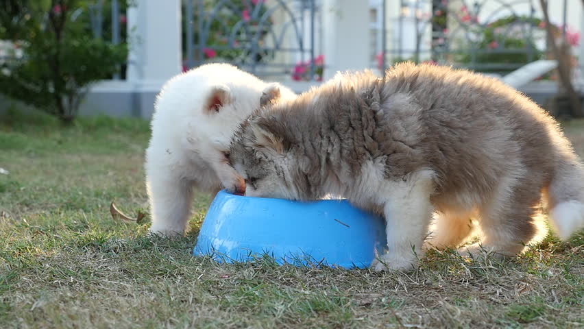 Cute Siberian Husky Puppies Drinking Stock Footage Video 100