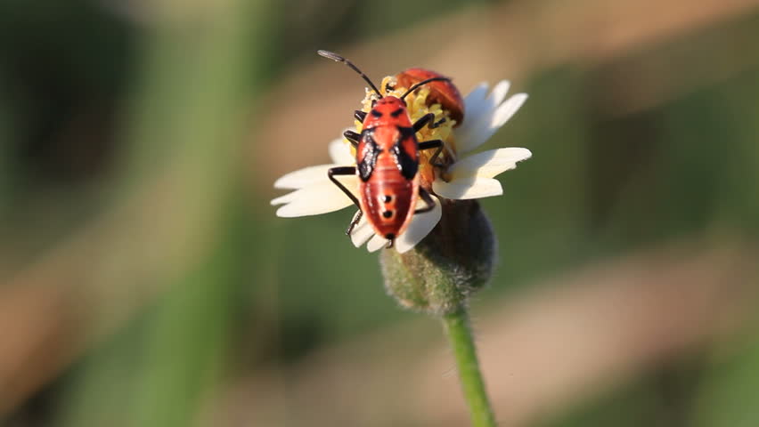 Red Bug Eat Pollens Of Small Yellow Flower. Red Bug Eat Pollens The ...