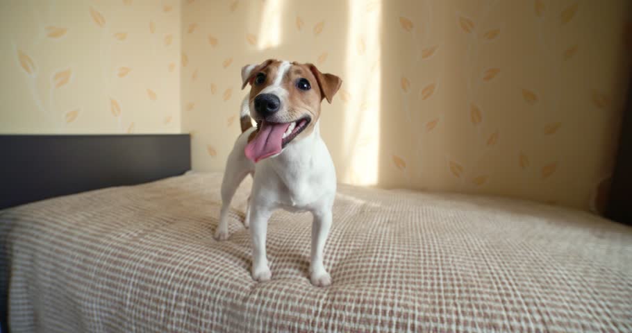 「Jack Russell Terrier room」の画像検索結果