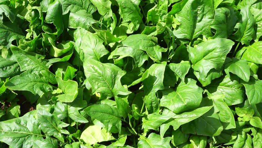 Image result for SPINACH HD IMAGES