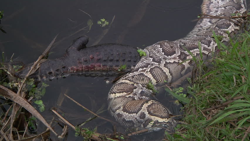 Dead Python And Alligator Stock Footage Video (100% Royalty-free ...