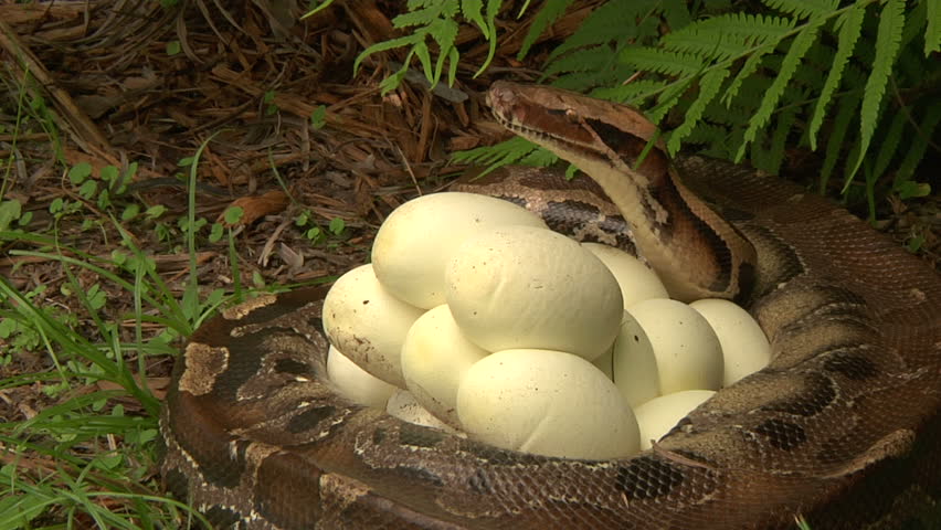 Python Hatching Eggs Stock Footage Video (100% Royalty-free) 1386748 ...