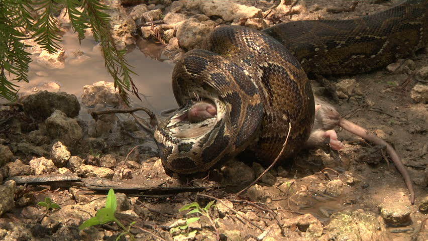 Python Eats Rat In Swamp Stock Footage Video 1392565 | Shutterstock
