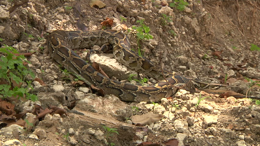 Python Eats Rat in Swamp Stock Footage Video (100% Royalty-free ...