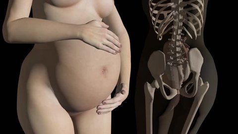 Pregnant Woman,growing Belly, Animation, Slow Stock Footage Video (100%  Royalty-free) 13990598 | Shutterstock