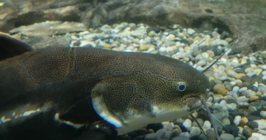 Giant Or Queensland Grouper Fish. Stock Footage Video 12468365