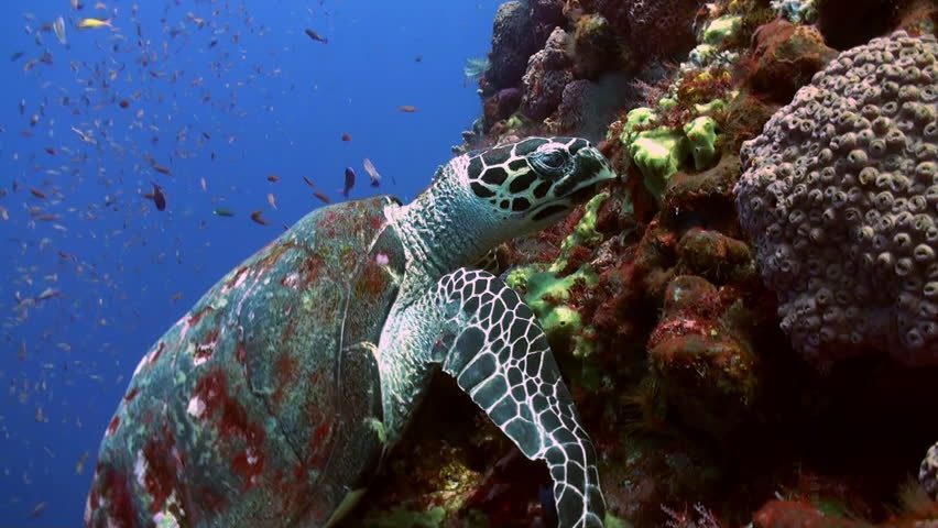 What Do Sea Turtles Eat And Drink