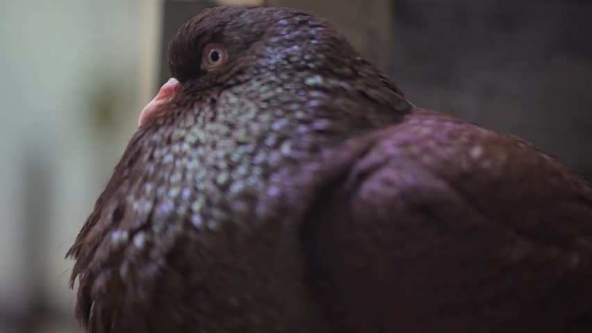 Header of pouter