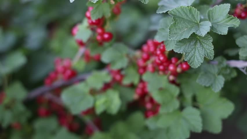 Header of lingonberry