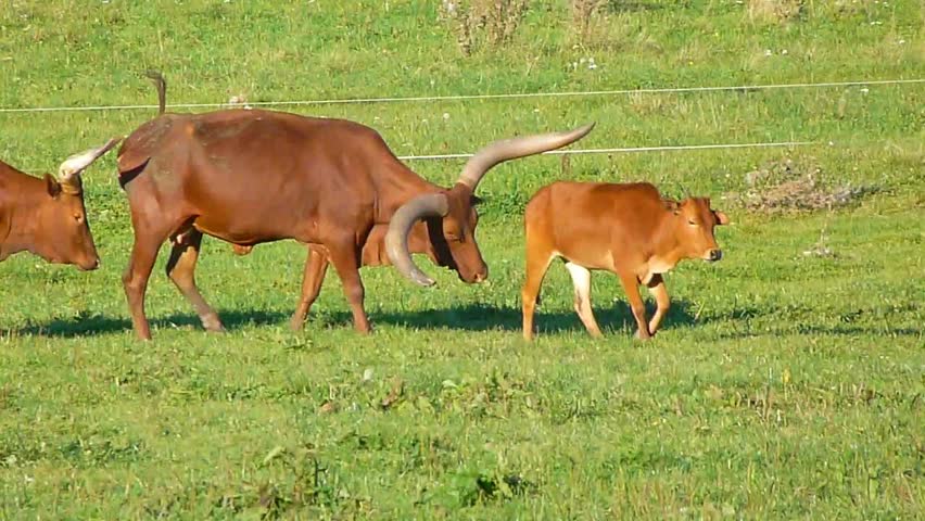 Header of Watusi