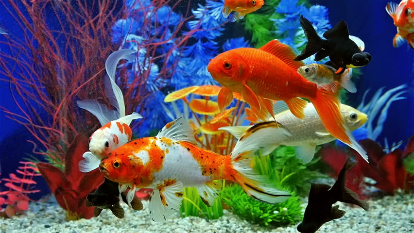 Aquarium With Goldfish Stock Footage Video 404026  Shutterstock