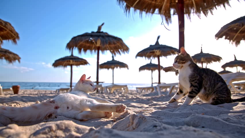 Cat Beach Stock Footage Video | Shutterstock