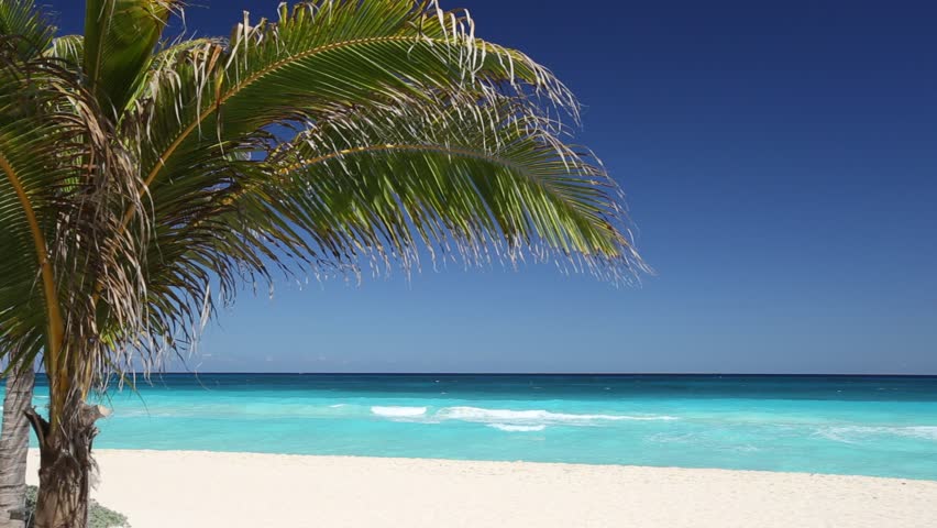 Tropical Beach With Coconut Palm Trees And White Sand On Caribbean ...