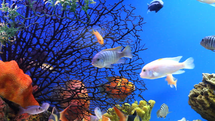 Header of fish