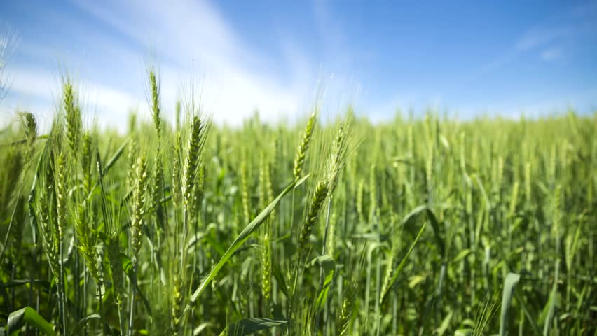 Green Wheat Field and and Stock Footage Video (100% Royalty-free ...