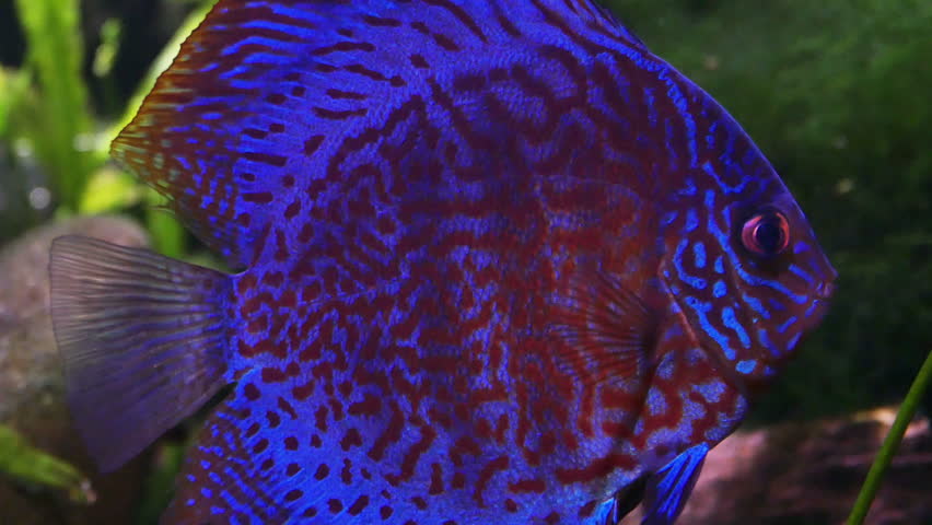 Discus Fish Blue and Purple Stock Footage Video (100% 