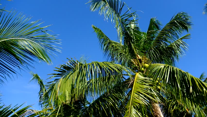 Closeup Of A Coconut Tree. HD 1080 Stock Footage Video 53116 | Shutterstock