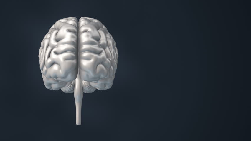 Rotating Human Brain Highlighting The Convolutions Of The Cerebral ...