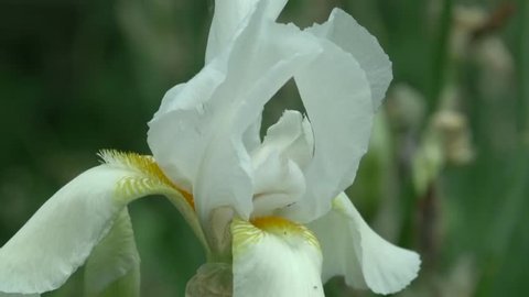 Close Up White Iris Flower In Garden