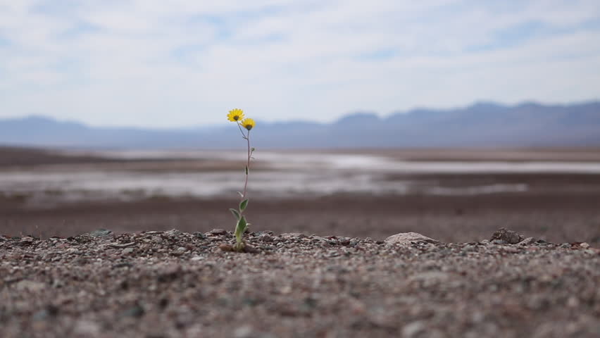 Image result for lone plant
