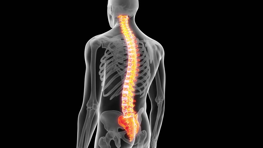 Medical 3d Animation Of The Human Spine Stock Footage Video 15102169