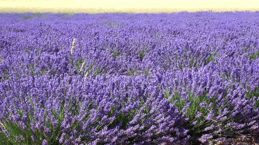 View Of Carlsbad Flower Field Full Pleasant Purple Flowers In Valensole France Circa July 2017 A Flowering Lavender Field In Provence