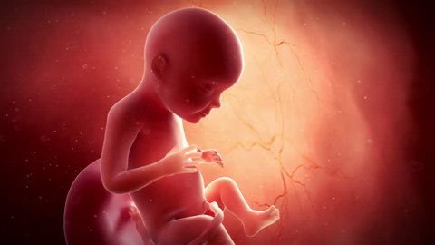 Medical 3d Animation Fetus Week 28 Stock Footage Video (100% Royalty-free)  15181618 | Shutterstock