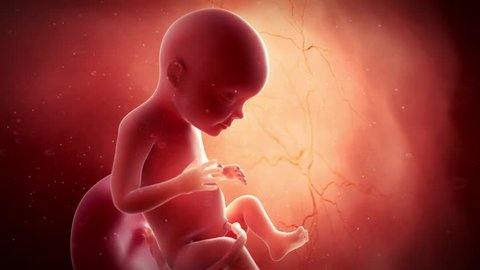 Medical 3d Animation Fetus Week 28 Stock Footage Video (100% Royalty-free) 15181618 | Shutterstock Medical 3d Animation Fetus Week 28 Stock Footage Video (100% Royalty-free) 15181618 | Shutterstock