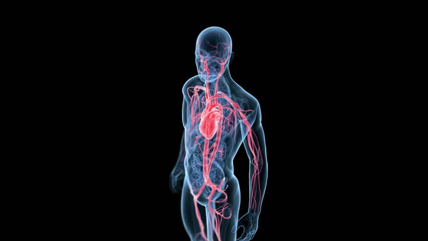 Résultat de recherche d'images pour "human body 3d"