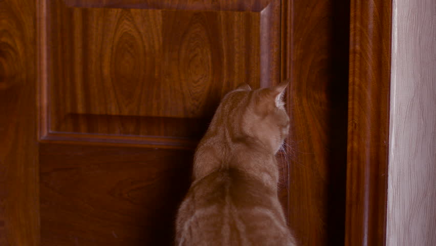 Hd00 39cat Sitting At The Door Red Fat Cat Next To A Wooden Door